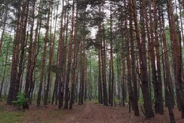 В Тамбовской области с 23 июня вводится особый противопожарный режим