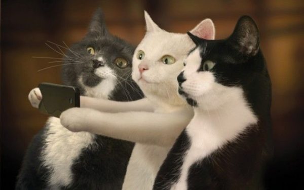 Котоселфи как новый тренд 