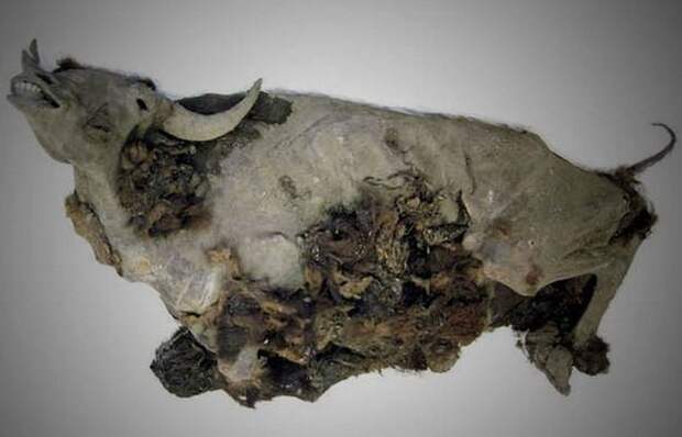 Bison priscus.