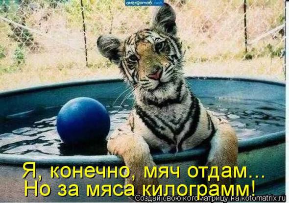 Котоматрицы(картинки с надписями)