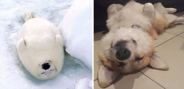 Замечательные фотографии, доказывающие, что собаки и тюлени — родственники! (37 фото)