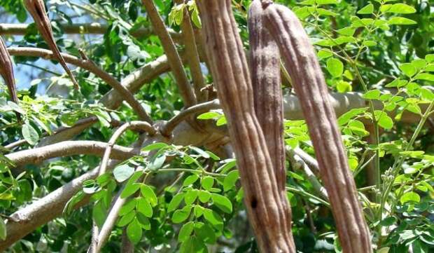 moringa