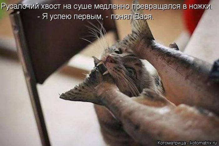 Лучшие котоматрицы недели (50 фото)