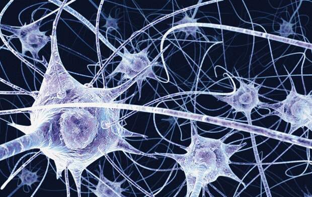 Нервные клетки не восстанавливаются мифы, наука, открытия, познай мир, удивительное рядом