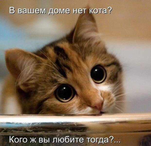 Ни дня без улыбки....))) И снова эти милые котейки...