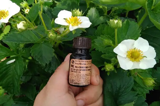 Фото из открытого источника Яндекс. Без рекламных целей, в качестве примера