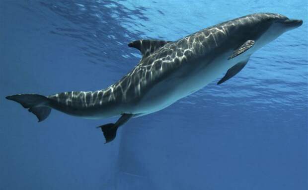 Дельфина, попавшего в плен водорослей, спасли в Невельском районе