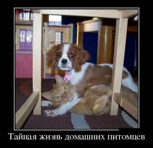 Демотиваторы демотиватор, демотиваторы, юмор