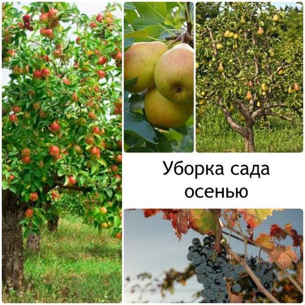 Собираем урожай