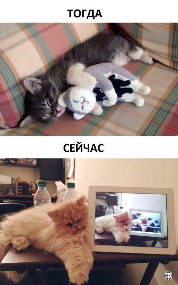 Как изменилась жизнь котов с появлением современных технологий животные, прикол