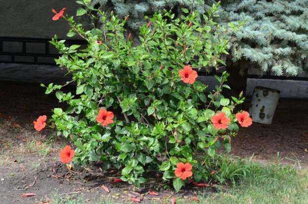 Гибискус китайский, или Китайская роза (Hibiscus rosa-sinensis)