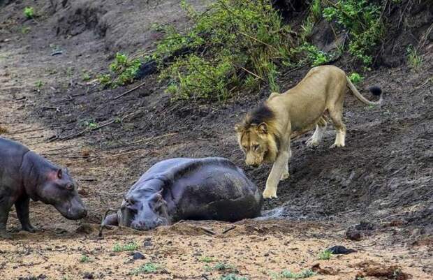 Храбрый бегемотик защищал маму от голодного льва бегемоты, животные, львы