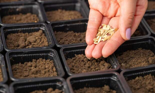 Дачный календарь: для каких культур настала пора сажать рассаду