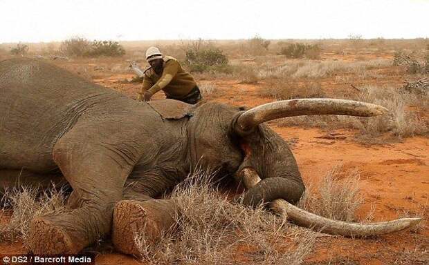 Спасение раненного слона трогательное, истории, спасение, животные