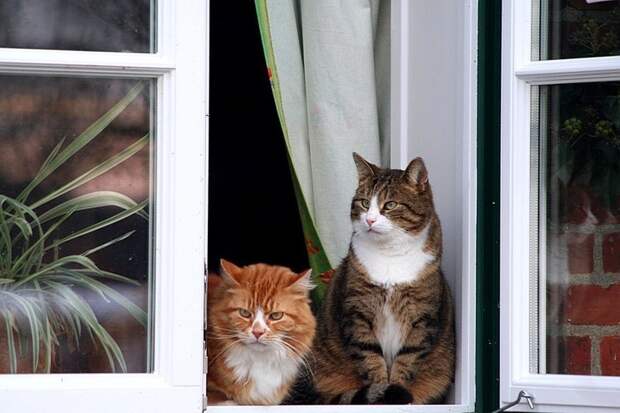 Коты, смотрящие в окно коты, окно, фотографии