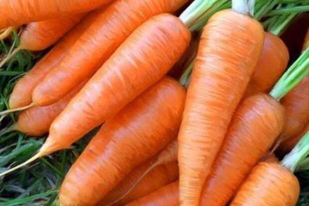 Эффективный способ посадки моркови