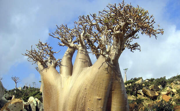 Еще одной визитной карточкой острова является «бутылочное дерево или Адениум тучный». Также на Сокотре распространено огуречное дерево, благовонные деревья из семейства бурзеровых и несколько видов алоэ.