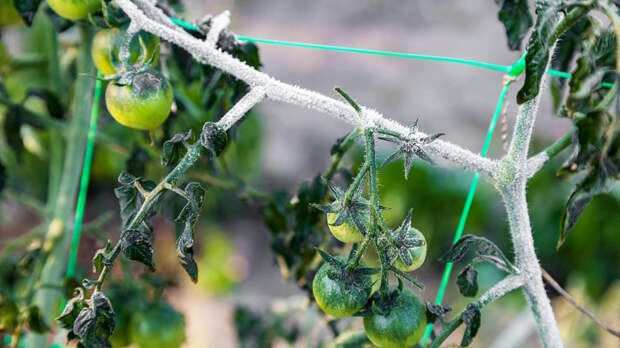 Как спасти томаты после заморозков: простые способы помочь растениям