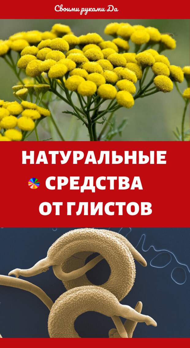 Народные средства от глистов и паразитов у человека в домашних условиях