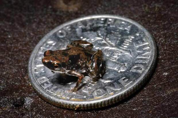 Paedophryne - самая маленькая лягушка
