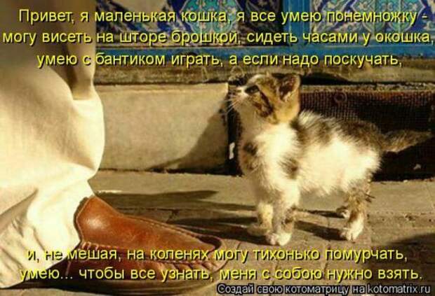 Котоматрицы (картинки с надписями)