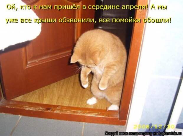 Новая котоматрица на Бугаге (38 фото)