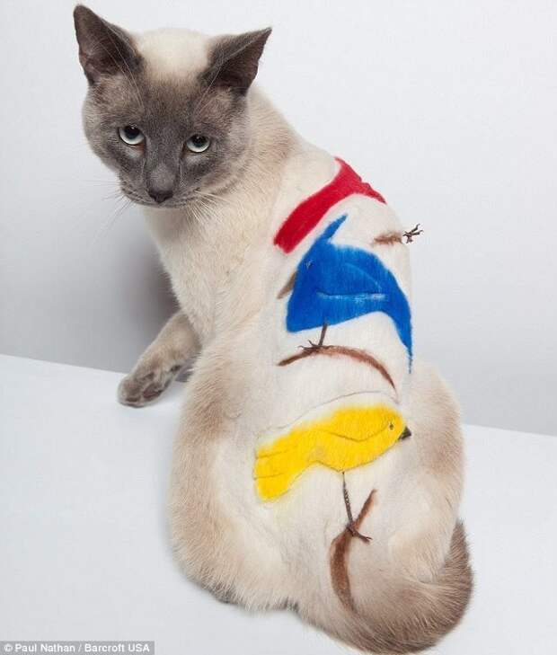 Птички, которых даже не поймать груминг, животные, коты, кошки, креатив, питомцы, подборка, фото