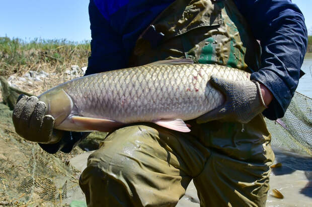 В Минсельхозе Крыма объяснили причины роста цен на рыбу