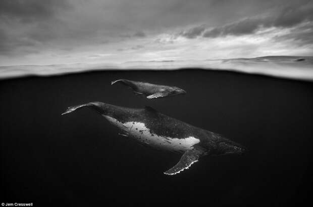 Так близко китов вы еще не видели! горбачи, животные, киты, миграция, путешествие, фото, фотопроект, чудо природы