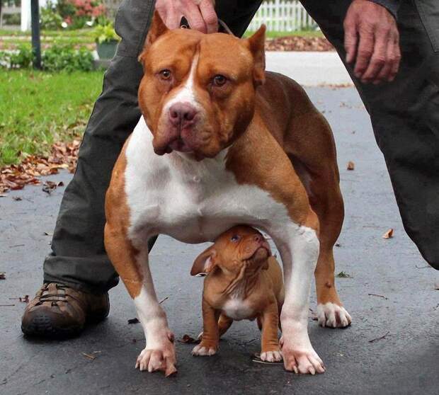 MiniMe16 Ударная доза мимимишности: зверята и их увеличенные копии