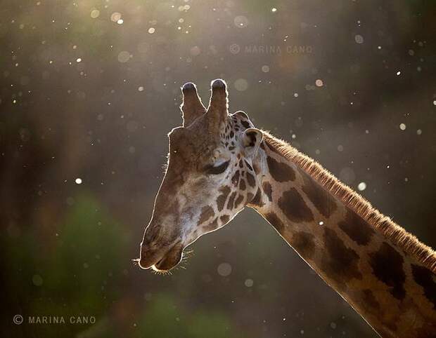 . Живая природа в фотографиях Марины Кано (Испания). Фото с сайта NewPix.ru