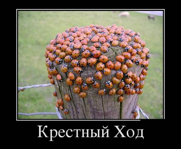 Демотиваторы Демотиваторы