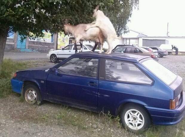 2. 2. авто, автоприколы, приколы