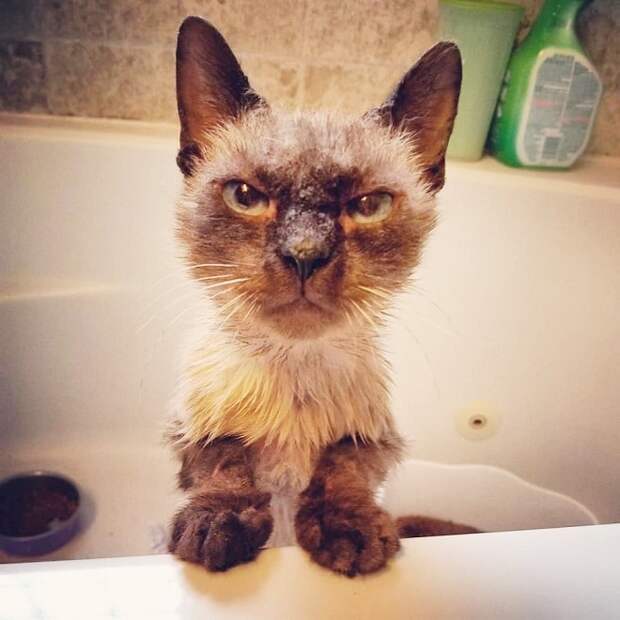 Злая кошка Больная кошка
