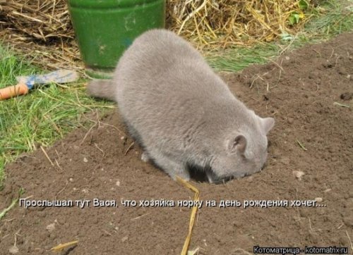 Веселая котоматрица