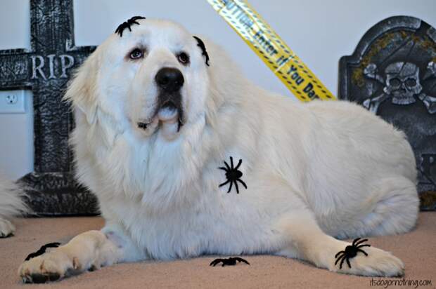 Great Pyrenees Halloween