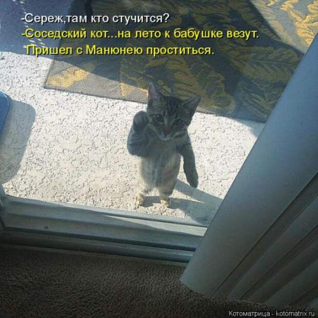 Котоматрицы (картинки с надписями)