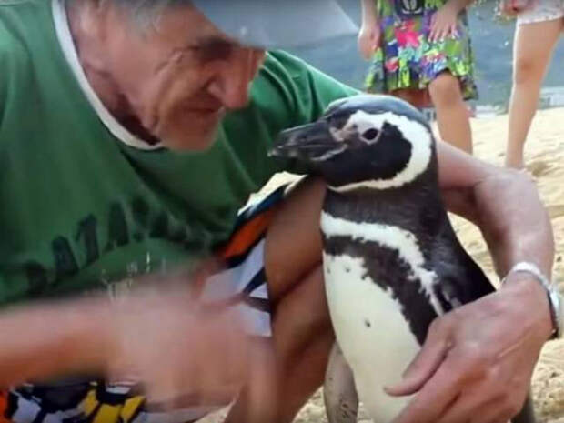 Удивительная история дружбы дикого пингвина и рыбака.