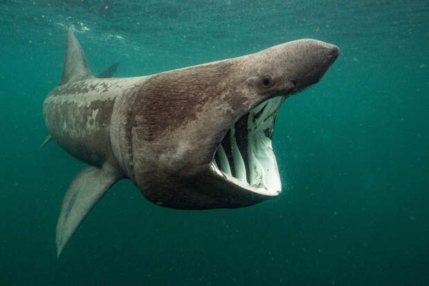 Гигантская акула – вторая по величине рыба после китовой акулы
