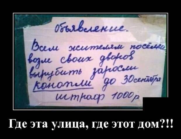 Демотиватор про заросли в посёлке
