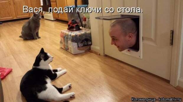 Новая котоматрица на Бугаге (38 фото)