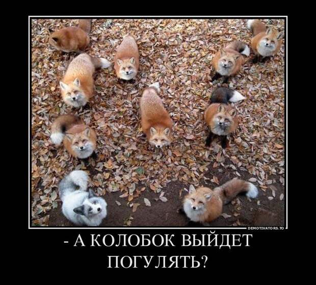 Подборка смешных картинок и демотиваторов