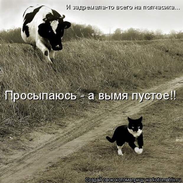 Новая котоматрица для настроения (20 фото)