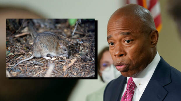 Мэр Нью-Йорка анонсировал грандиозное мероприятие — первый Национальный крысиный саммит