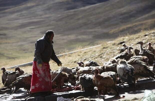 Небесное погребение: как в Тибете избавляются от трупов буддизм, грифы, небесное погребение, похороны, тибет, факты