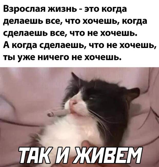 Смешные картинки вечер 29 июля 2021