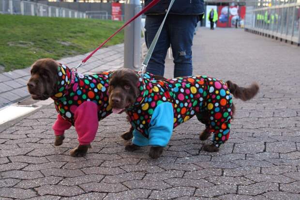 Выставка собак Crufts Dog Show 2019 проходит в Великобритании