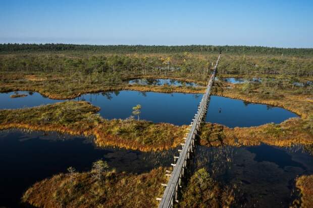 Жизнь эстонских болот: чёрная вода, мостки и биотуалет с опилками