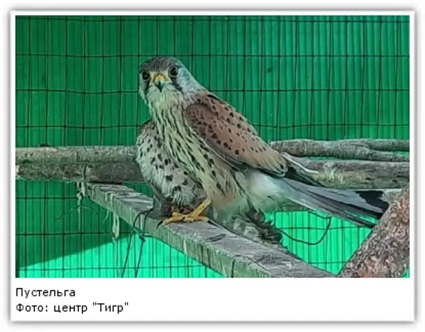 Фото: центр "Тигр"