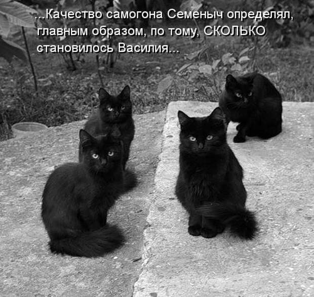 Усатый и хвостатый (котоматрица)
